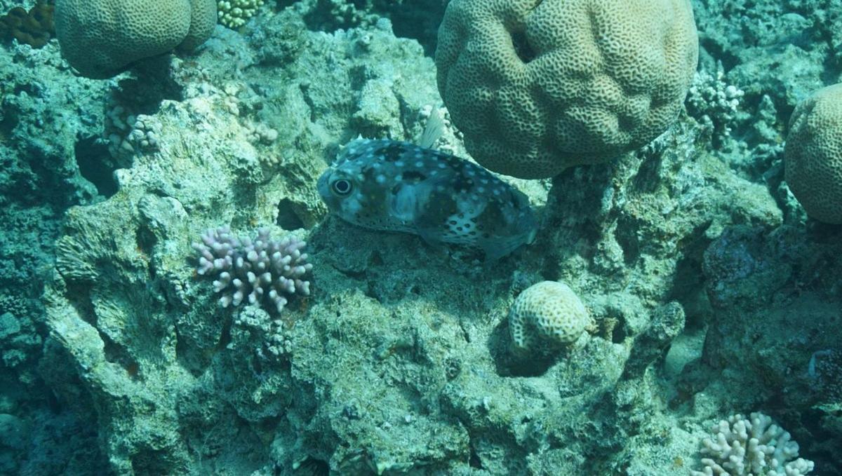 Bait Alaqaba Dive Center & Resort Zewnętrze zdjęcie