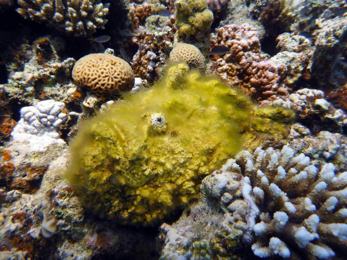 Bait Alaqaba Dive Center & Resort Zewnętrze zdjęcie