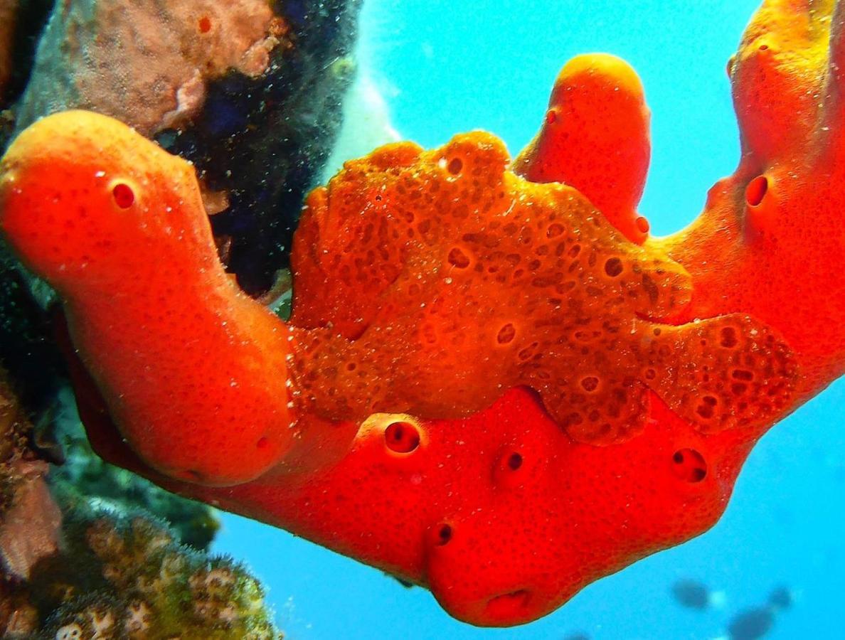 Bait Alaqaba Dive Center & Resort Zewnętrze zdjęcie